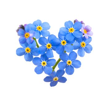 7 A’s of Dementia: What They Are and How You Can Help | thememoryunit Forget Me Not Tattoo, Blue Tattoo, Plant Tattoo, Trendy Flowers, Plant Drawing, Trendy Tattoos, Single Flower, Little Flowers, Forget Me Not