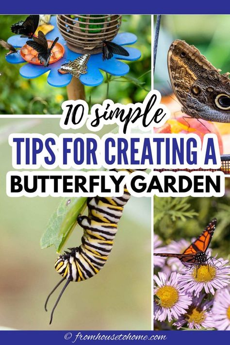 I love these tips on how to attract butterflies to your garden. So many easy ways to get more of these pollinators to visit your yard. I'm planting milkweed so I can have Monarch butterflies (and their caterpillars) in my yard. | Gardening For Beginners Shrub Landscaping, Monarch Butterfly Garden, Butterfly Garden Plants, Butterfly Garden Design, Landscaping Backyard, Butterfly Plants, Hummingbird Garden, House Yard, Pollinator Garden