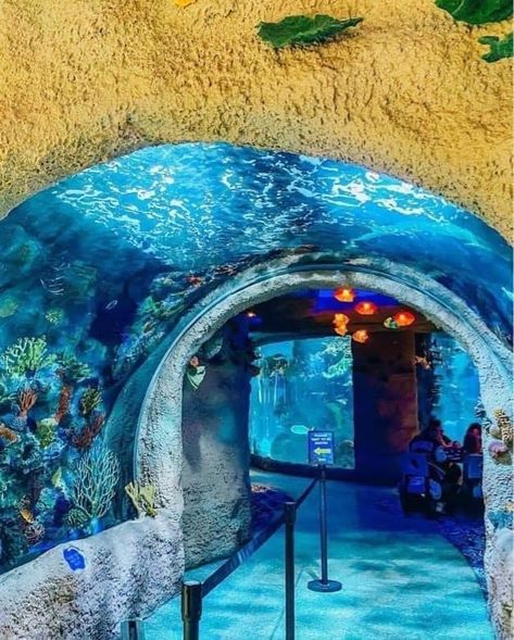 🐡🐠🐟The Aquarium Restaurant 🐠🐟🐡 📍Nashville, Tennessee 🗺️ Who has been here? It is a must to see if you go to Nashville! Definitely on my bucket list 🤩 #nashvilletennessee #whyknottravel www.whyknottravel.com Aquarium Restaurant, My Bucket List, The Aquarium, Nashville Tennessee, Nashville, Tennessee, Bucket List, Restaurant, Quick Saves