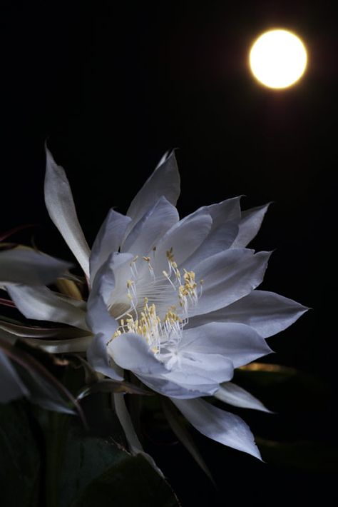 Queen of the Night cactus flower (Night-blooming cereus) Queen Of The Night, Dark Night, White Flower, Things That, Create Your, Create Your Own, I Love, Moon, Queen