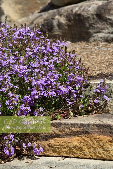 Scaevola Aemula, Indoor Plant Display, Fan Flower, Rock Plants, Ground Covers, Sloped Garden, Plant Photography, Red Bird, Red Birds