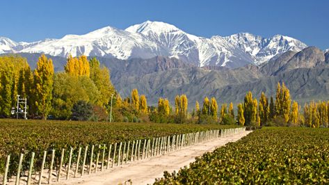 mendoza-argentina-vineyards-davidsbeenhere Travel Argentina, Spring Getaway, Argentina Travel, Montego Bay, Papa Francisco, Wine Tour, Wine Region, Malbec, Best Places To Travel