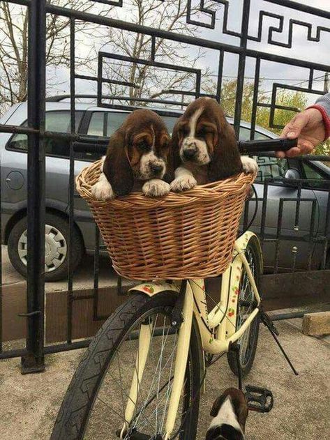 supa dogs : bikers 🥰 Bassett Hound Puppy, Basset Puppies, Hound Dogs, Basset Hound Puppy, Hound Puppies, Basset Hound Dog, Bassett Hound, Basset Hounds, Silly Dogs