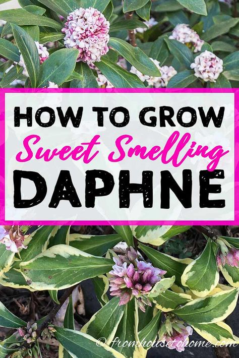 I  love these tips on how to grow Daphne. I didn't know that it was an evergreen shrub, is very fragrant and blooms in the winter! It will be the perfect addition to my shade garden. #fromhousetohome #daphneplant #gardeningtips #gardenideas #gardening Daphne Shrub, Daphne Plant, Small Evergreen Shrubs, Shade Loving Shrubs, Plants Under Trees, Florida Landscaping, Shade Shrubs, Garden Growing, Toast Casserole