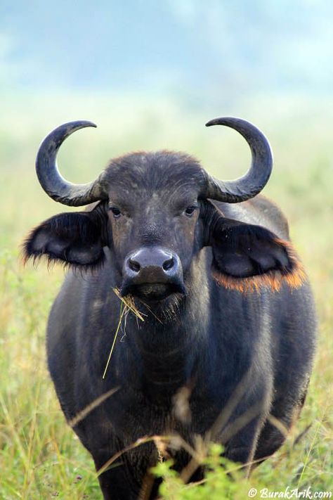 Burak Arik: Photography & Travel Inspiration // Photo: Buffalo Wilderness Animals, African Wildlife Photography, Buffalo Animal, African Buffalo, Animal Aesthetic, Wild Animals Photography, Kenya Safari, Wild Animals Pictures, Safari Travel