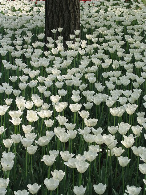 White tulips by Peter Hedinge Fotografi Kota, Flower Wallpapers, Moon Garden, Have Inspiration, Colorful Roses, Bohol, White Tulips, White Gardens, Deco Floral