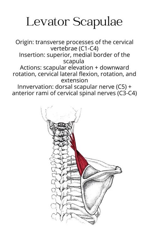 muscle anatomy bony structure studying levator scapulae chart origin insertion action innervation athletic training physical therapy nursing physician healthcare health professions physiology Origin And Insertion Of Muscles, Muscle Origin And Insertion Chart, Muscle Chart Anatomy, Muscle Chart, Neck Muscle Anatomy, Levator Scapulae, Stretch Therapy, Pt School, Human Muscle Anatomy