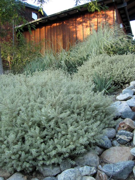 5 Favorites: Variegated Evergreen Shrubs - Gardenista Coast Rosemary, Coastal Rosemary, Westringia Fruticosa, Bush Garden, Native Gardens, Australian Native Garden, Drought Tolerant Landscape, Australian Garden, Australian Native Plants