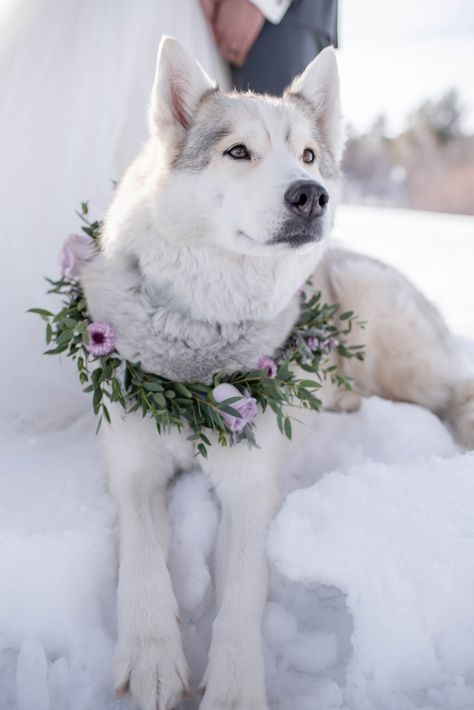 Husky Wedding, Handfasting Ideas, Puppy Wedding, Beach 2024, Ring Bearer Dog, Dog Wedding Dress, White Husky, Snowy Wedding, Flower Collar