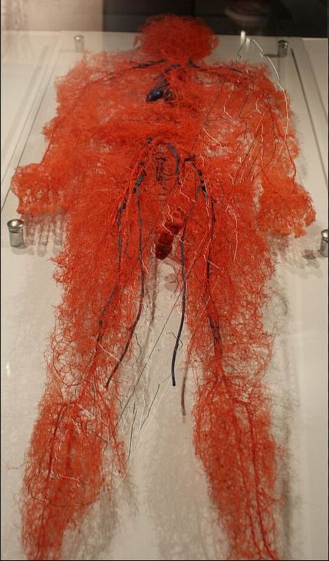 Human circulatory system Human Body Exhibit, Human Circulatory System, Bodies Exhibit, Facial Anatomy, Medical Wallpaper, Brain Tricks, Bio Art, Medical Art, Body Anatomy