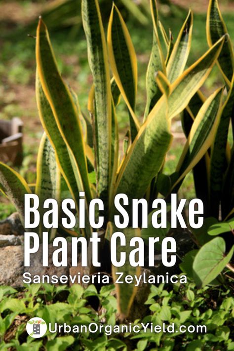 Variegated Snake Plant, Snake Plant Varieties, Air Plant Garden, Sansevieria Laurentii, Sansevieria Cylindrica, Snake Plant Care, Garden Problems, Sansevieria Plant, Snake Plants