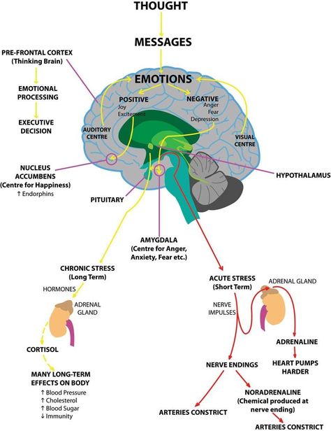 Neuropsychology Notes, Interpersonal Neurobiology, Brain Anatomy And Function, Psychology Notes, Brain Mapping, Psychology Studies, Basic Anatomy And Physiology, Brain Facts, Brain Anatomy