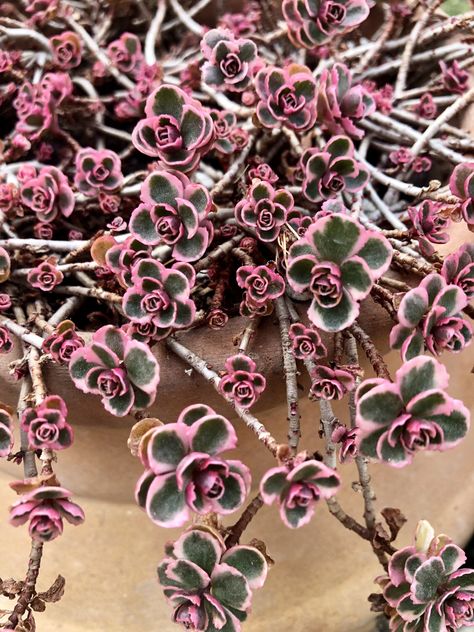 Sedum Tricolor, Sedum Garden, Diy Succulent Terrarium, Succulent Garden Design, Purple Plants, Succulent Garden Diy, Succulent Gardening, Succulents In Containers, Rare Succulents