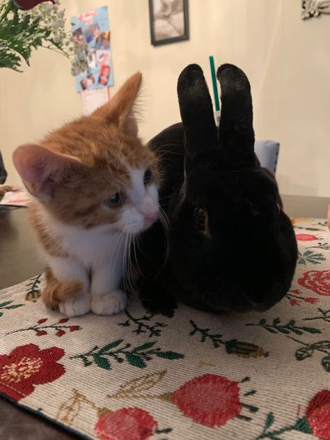 Cat And Rabbit Together Wallpaper, Cat With Bunny Ears, Black Bunnies Aesthetic, Bunny And Cat, Cat And Rabbit, Rabbit And Cat Together, Cat And Bunny, Best Friend Relationship, Cottagecore Black Cat