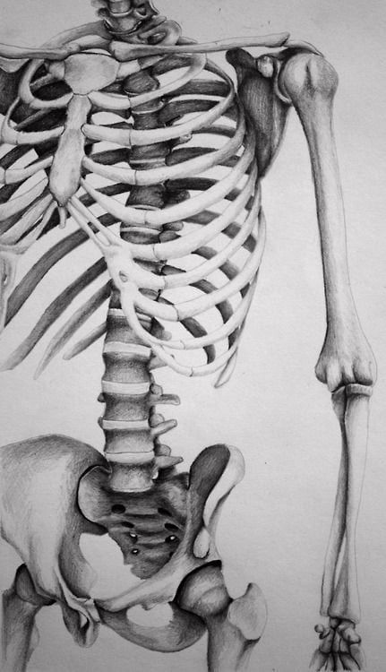 Drawing Ideas Skeleton, Lungs Drawing, Drawing Anatomy, Skeleton Drawings, Tree Drawings Pencil, Human Anatomy Drawing, Human Skeleton, Human Anatomy Art, Anatomy Sketches