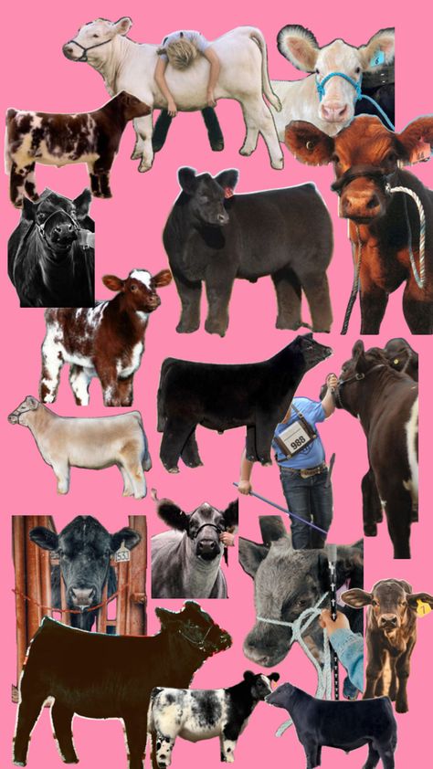 Showing Steers, Cow Showing, Livestock Judging, Pig Showing, Show Cows, Western Wallpaper, Country Backgrounds, Show Cattle, Western Wallpaper Iphone