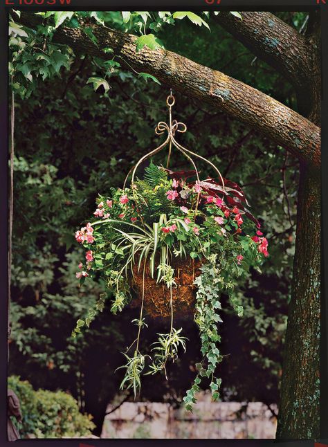 125 Container Gardening Ideas | Southern Living Creeping Jenny, Spider Plant, Garden Basket, Container Gardening Vegetables, Spider Plants, Chelsea Flower Show, Container Flowers, Hanging Garden, Different Flowers