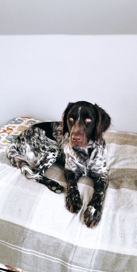 Munsterlander Dog, Baby Animals Cute, Gsp Dogs, Gsp Puppies, Mutt Dog, German Shorthaired Pointer Dog, Cute Dogs Images, Dream Dog