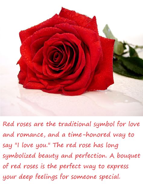 red roses meaning - Google Search Red Rose Meaning, Roses Meaning, Rose Color Meanings, A Dozen Roses, Rose Meaning, Meaning Quotes, Red Meaning, Rose Delivery, Two Roses