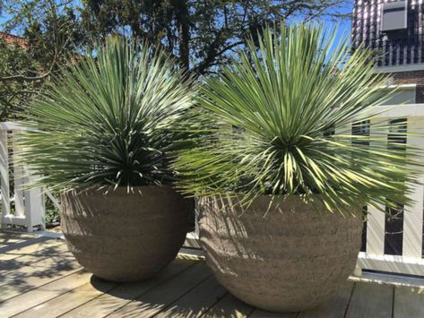 Beaked Yucca, Mcm Landscaping, Pot Design Ideas, Mcm Garden, Pot Landscaping, Pot Decoration Ideas, Hotel Plants, Desert Dessert, Yucca Rostrata