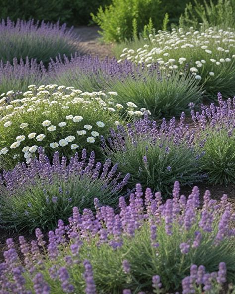 Lavender And Succulents Landscape, Lavender Flower Bed, Lavender Landscaping, Best Companion Plants, Spanish Lavender, Sweet Briar, Harvesting Herbs, Drought Tolerant Landscape, Succulent Landscaping