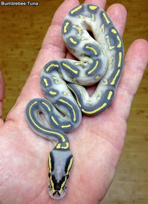 Pastel highway ball python. ♡ love the colors. Snake Colors, Bearded Dragon Toys, Python Morphs, Danger Noodles, Pretty Snakes, Colorful Snakes, I'm Jealous, Ball Python Morphs, Reptile Room