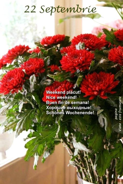 Free Online Image Editor Red Chrysanthemum Bouquet, Red Chrysanthemum Aesthetic, Red Flower Arrangements, Red Chrysanthemum, Chrysanthemum Bouquet, White Garland, Chrysanthemum Flower, Flowers Aesthetic, Flower Phone Wallpaper