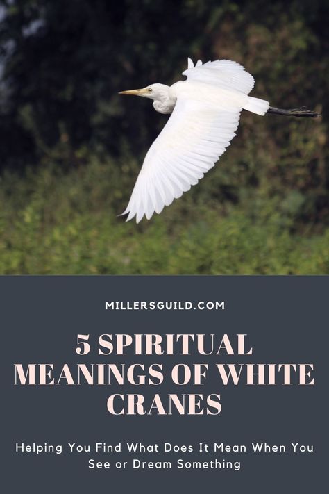 5 Spiritual Meanings of White Cranes Animals Symbolism, Crane Meaning, Animals Meaning, Bird Meaning, Symbolism Meaning, Crane Tattoo, Animal Meanings, Spiritual Affirmations, Spiritual Animal