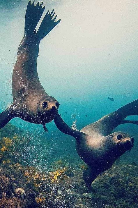 Seals Underwater, Seal Underwater, Seal Photography, Seal Background, Seal Wallpaper, Seal Swimming, Sea Seal, Ocean Mammals, Ocean Wildlife