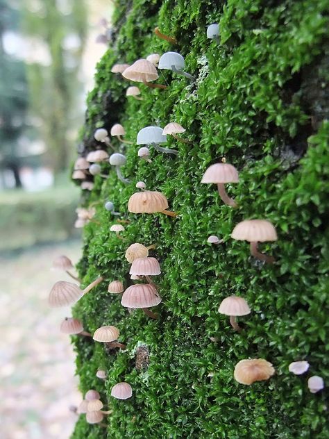 mushrooms on moss. Mushrooms On Trees, Nature Terrarium, Mos Wand, Mushrooms Growing, Plants Photography, Lichen Moss, Mushroom Pictures, Trees Art, Moss Covered