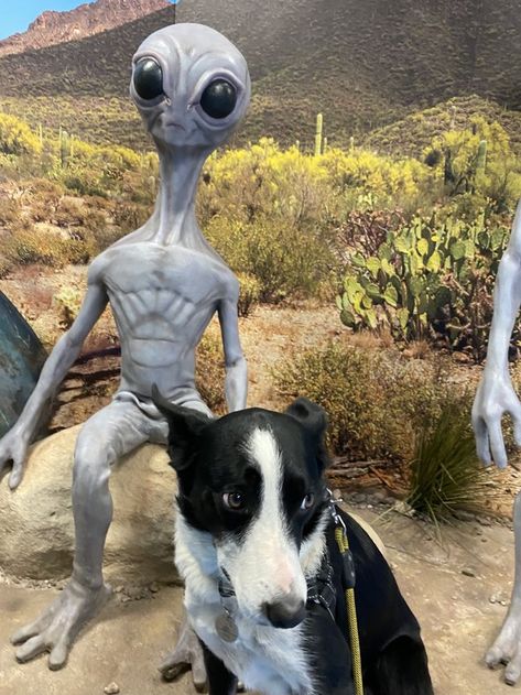 Fox Mulder the Short-Hair Border Collie encounters an EBE in Roswell, NM. He's less than impressed. Short Haired Border Collie, Alien Encounters, Fox Mulder, Border Collie, Garden Sculpture, Short Hair Styles, Fox, Dogs, Outdoor Decor