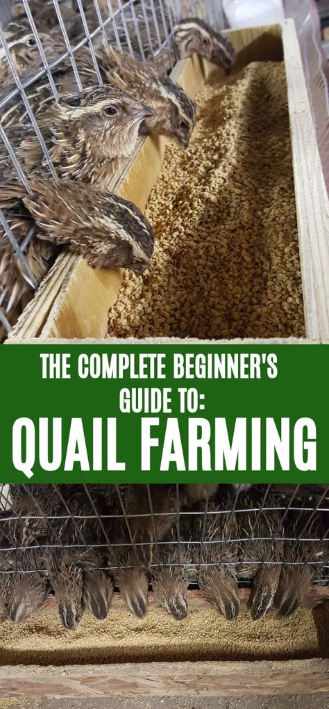 How To Get Started With Quail Farming Like A Homesteader Quail Farming, Quail Pen, Button Quail, Quail Coop, Raising Turkeys, Gamebirds, Raising Quail, Portable Chicken Coop, Quails