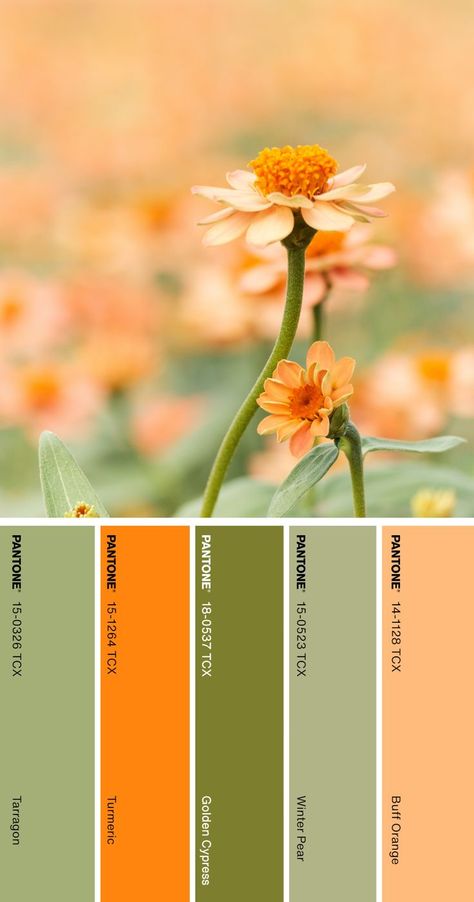 Lounge Plan, Color Palette Pantone, Pantone Color Palette, Orange Pantone, Colors Aesthetic, Pantone Colour Palettes, Yellow Colour Scheme, Green Colour Palette, Open Your Eyes