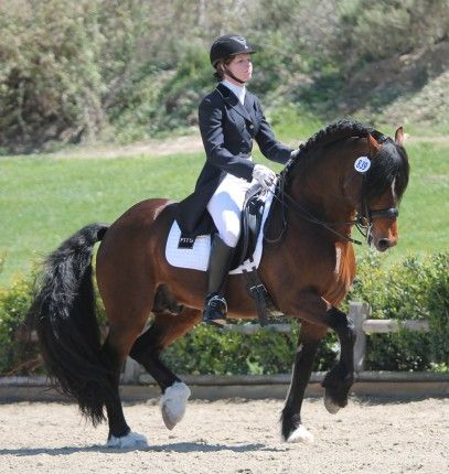 Dressage Horses Photography, Welsh Pony And Cob, Equestrian Dressage, Animal Inspiration, Welsh Pony, Horse Dressage, Equestrian Fashion, Dressage Horses, Beautiful Horse