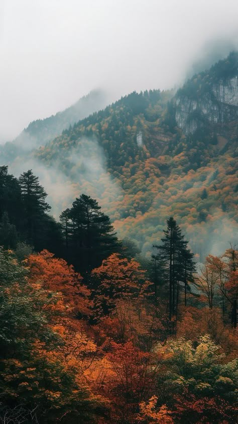 Autumn trees mountain outdoors woodland. | Premium Photo - rawpixel