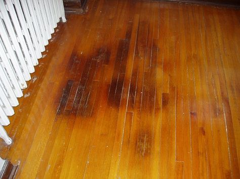 Dog urine stain on hardwood flooring Water Stain On Wood, Pet Urine Smell, Types Of Wood Flooring, Cleaning Wood Floors, Urine Smells, Dog Urine, Oak Laminate Flooring, Light Hardwood, Hardwood Floors Dark