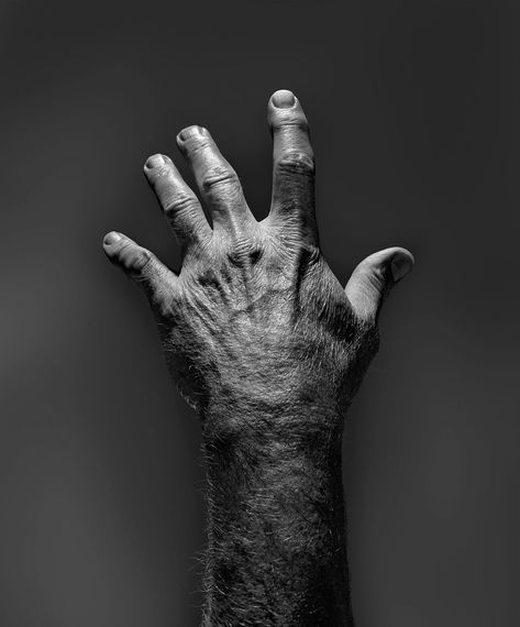 Nadav Kander Nadav Kander, College Of Medicine, Peace Gesture, Okay Gesture, Medicine