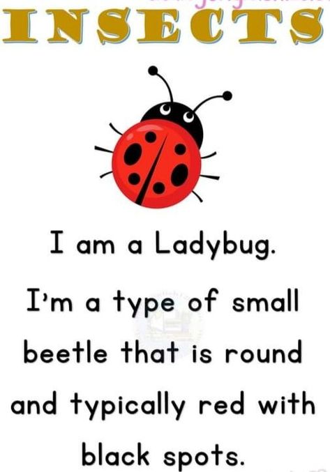 Insects worksheet .few lines on Ladybug . Easy reading worksheet . reading activity . Learn English Kid, Clean Up Song, All About Me Preschool Theme, Me Preschool Theme, Fun Worksheets For Kids, Bird Facts, All About Me Preschool, Ladybug Theme, Reading Activity