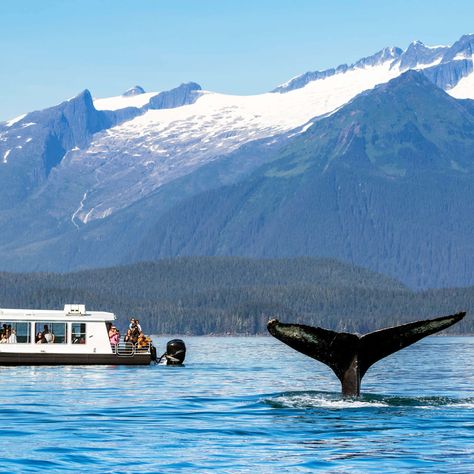 Whale Watching Alaska, Alaska Aesthetic, Alaska Adventures, Visit Alaska, Alaska Vacation, Juneau Alaska, Alaskan Cruise, Orca Whales, Anchorage Alaska