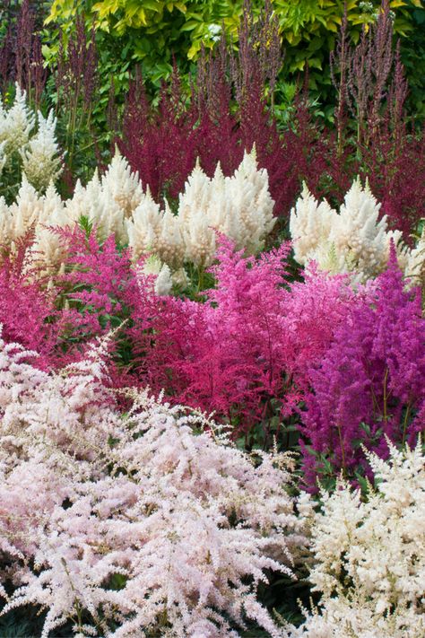 5 Gorgeous Deer Resistant Perennials - How To Plant To Avoid Deer! Drought Resistant Cottage Garden, Landscape Ideas Deer Resistant, Deer Resistant Vegetables, Deer Resistance Landscaping, Deer Resistant Bulbs, Deer Resistant Perennials Sun, Shade Deer Resistant Plants Perennials, Front Yard Landscaping Deer Resistant, Deer Resistant Landscape Design