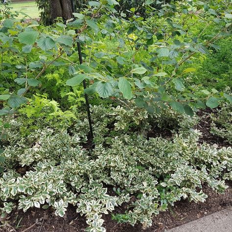 Euonymus Fortunei, White Flowering Plants, June Flower, Garden Winter, Garden Compost, Landscape Plan, Evergreen Plants, Garden Care, Shade Garden