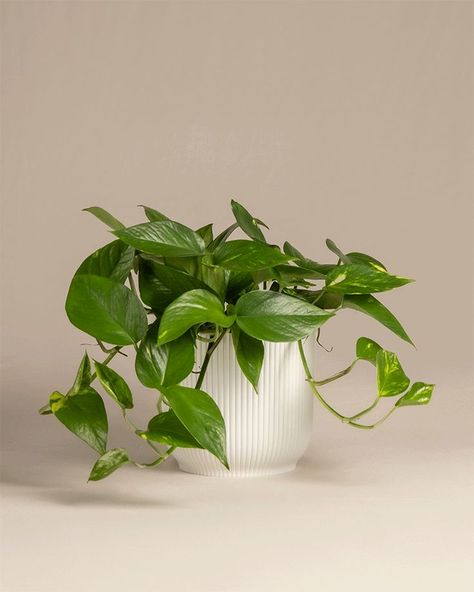 Pothos Plants, English Wallpaper, Ivy Plant, Devils Ivy, Epipremnum Aureum, St Pauli, Ivy Plants, Pothos Plant, Pc Setup