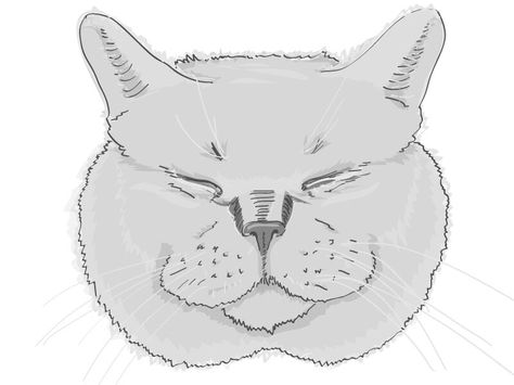 British Shorthair Tattoo, British Shorthair Drawing, Shorthair Cat, Cat Sketch, British Shorthair Cats, Short Hair Cats, Shirt Hair, Sketches Tutorial, British Shorthair