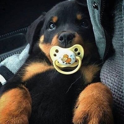 Rottweilers are actually known as loving, loyal goofballs who are eager to please their families. Baby Rottweiler, Rottweiler Love, Rottweiler Lovers, Slaap Lekker, Rottweiler Puppies, Rottweiler Dog, West Highland Terrier, A Puppy, Baby Dogs