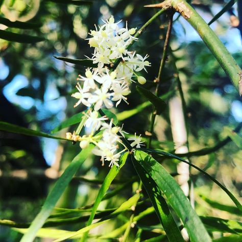 හාතාවාරිය මල් Shatavari (Asparagus racemosus)  #flowers #flower #socialenvy #petal #petals #nature #beautiful #pretty #plants #blossom #summer #flowerstagram #flowersofinstagram #flowerstyles_gf #flowerslovers #flowerporn #botanical #floral #florals #flowermagic #instablooms #bloom #blooms #botanical #floweroftheday  http://asmallclick.blogspot.com/ Asparagus Racemosus, Pretty Plants, Nature Beautiful, Cool Plants, Asparagus, Dandelion, Blossom, Plants, Flowers