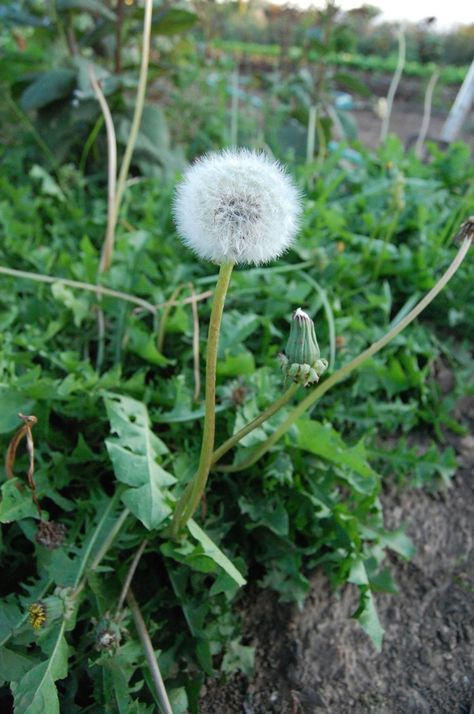 Leaves Images, Dandelion Leaves, Dandelion Art, Dandelion Wishes, Seed Heads, Bitter Melon, Dandelion Wish, Dandelion Seed, Leaf Images