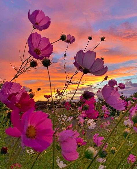 Cosmos Flowers, Purple Sunset, Adventure Aesthetic, Pretty Landscapes, Pink Sunset, Floral Photography, Sunset Painting, Flower Phone Wallpaper, Beautiful Sky