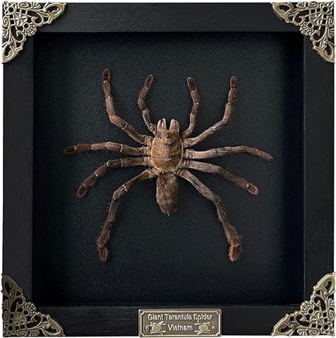 Real Framed Spider Black Frame Beetle Butterfly Handmade Shadow Box Bug Insect Frame Unique Entomology Specimen Oddities Taxidermy Collection Tabletop Wall Art Decoration Artwork Home Decor K18-56-DE Specimen Display, Real Spiders, Butterfly Taxidermy, Crystal Shelves, Beetle Bug, Wood Cover, Bugs And Insects, Decor Display, Taxidermy