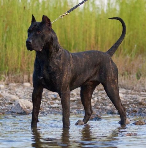 Presa Canario Dogs Mastiff Dog Breeds, Wallpaper Dog, Presa Canario, Tattoo Dog, Aesthetic Dog, Cane Corso Dog, Dog Aesthetic, Drawing Dog, Corso Dog