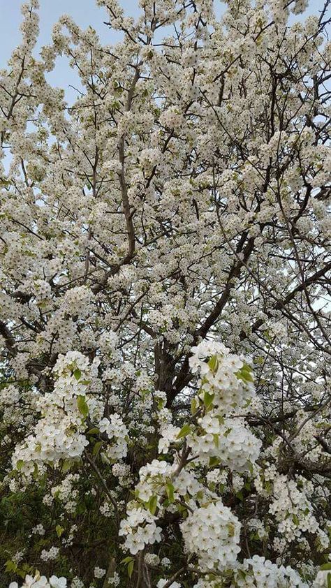 Gorgeous old pear tree Pear Tree Blossom, Tree Blossom, Pear Blossom, Pear Trees, Pear Tree, Fruit Tree, Blossom Trees, Fruit Trees, Pear